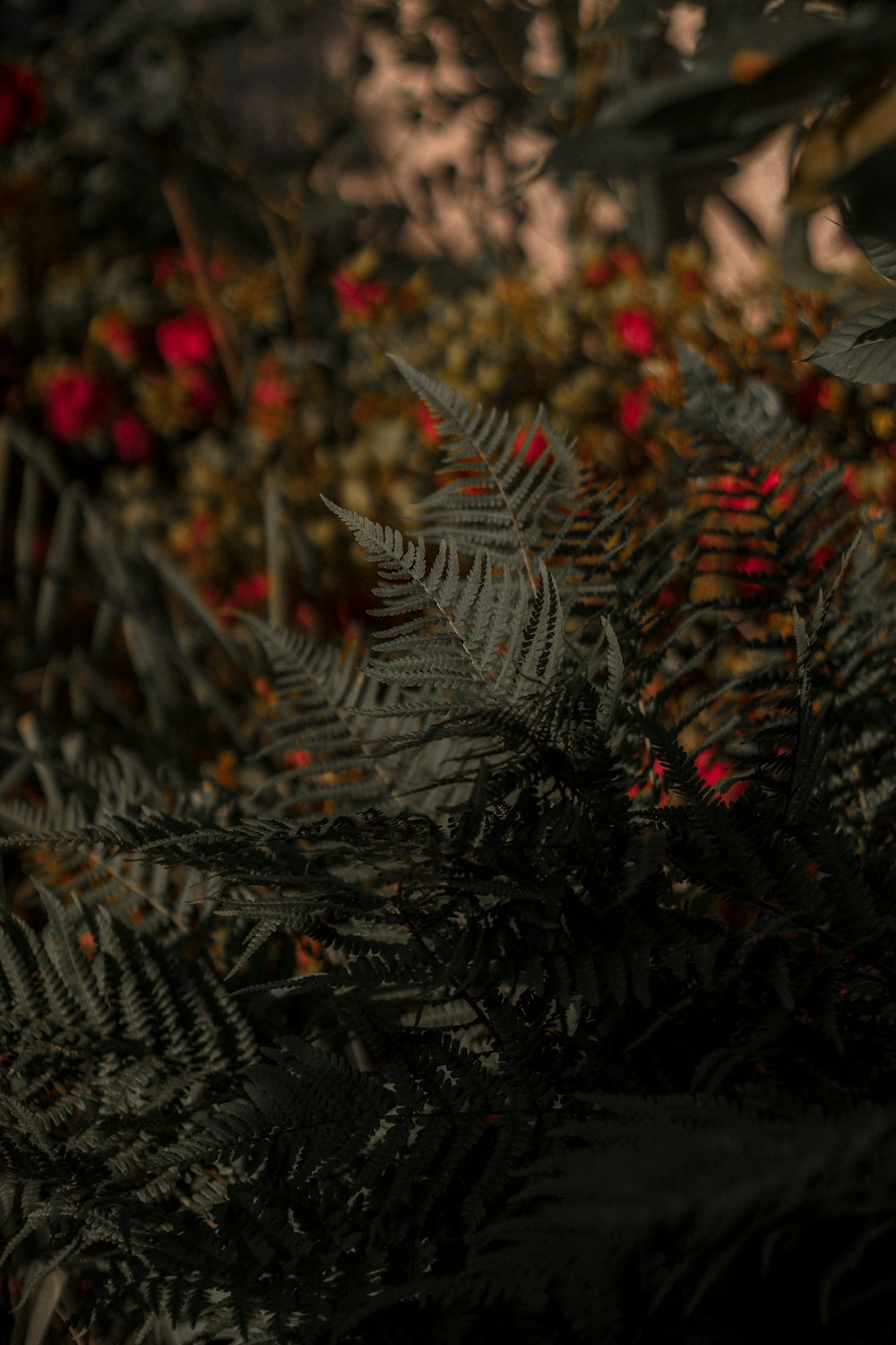 green pine tree leaves in close up photography