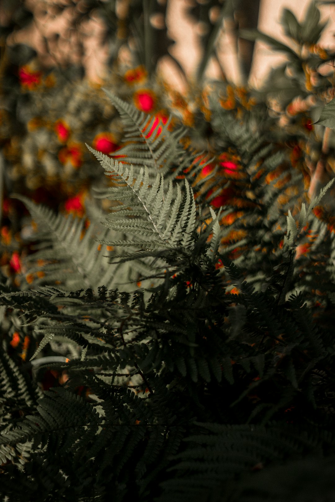 green pine tree with snow