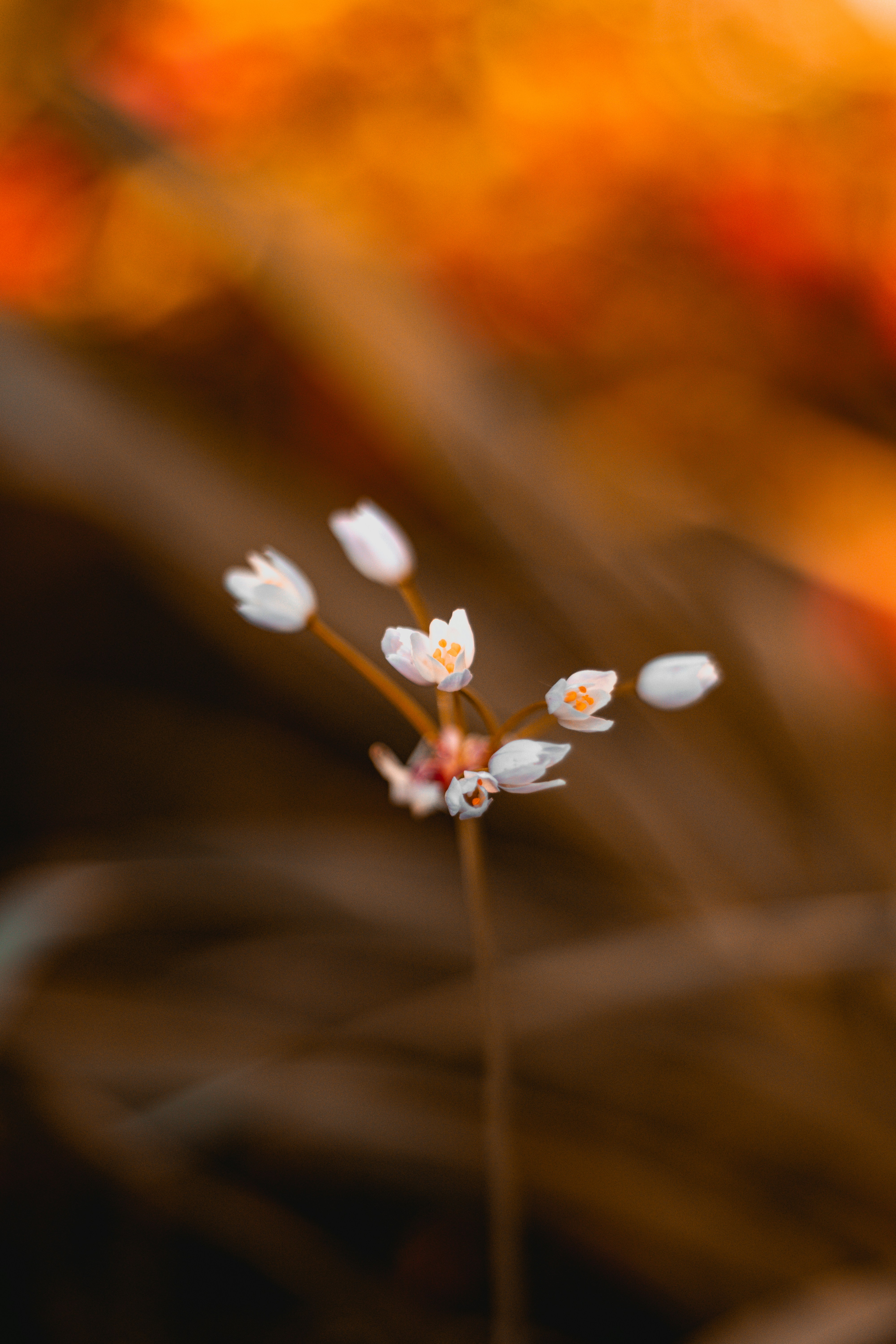 Photo by valentinlacoste