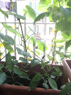 A close-up of a metal planter box with fresh herbs growing under soft sunlight.
