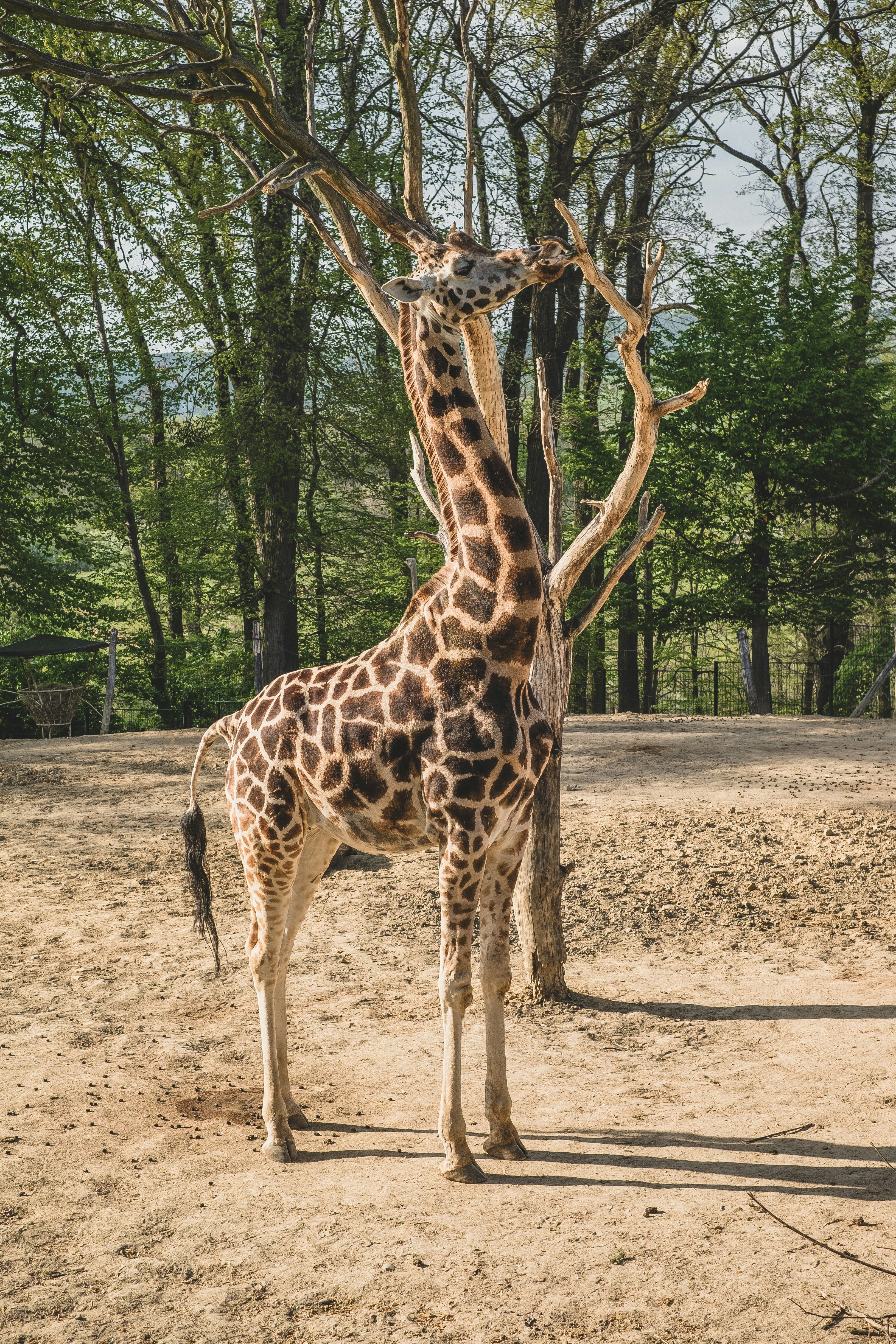 giraffe standing on brown soil during daytime