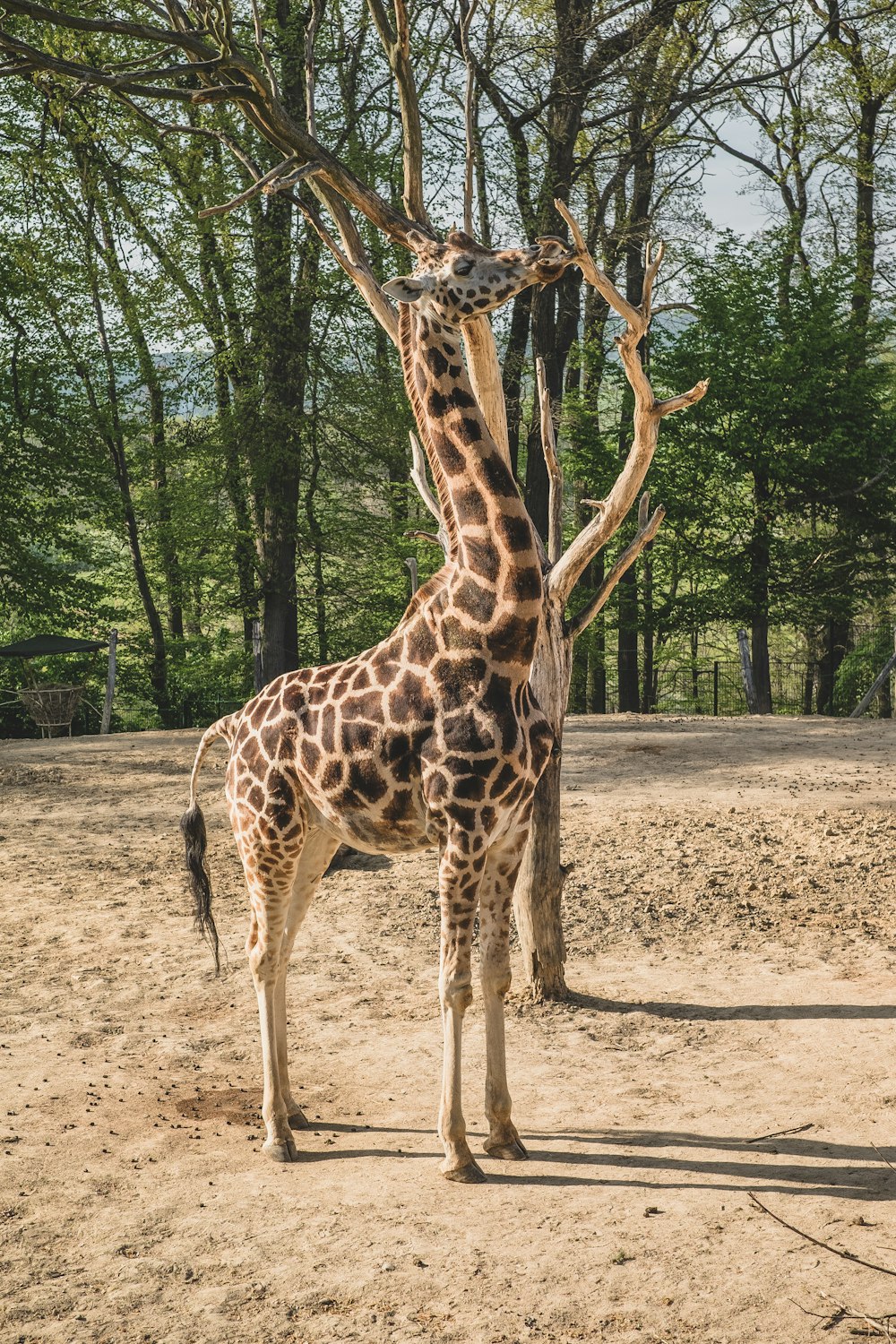 giraffe standing on brown soil during daytime