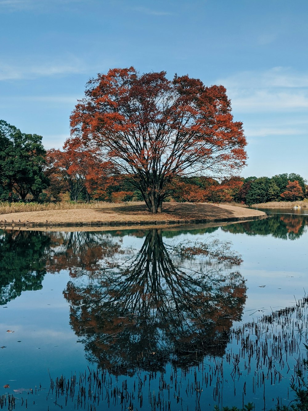 red and brown trees beside river during daytime