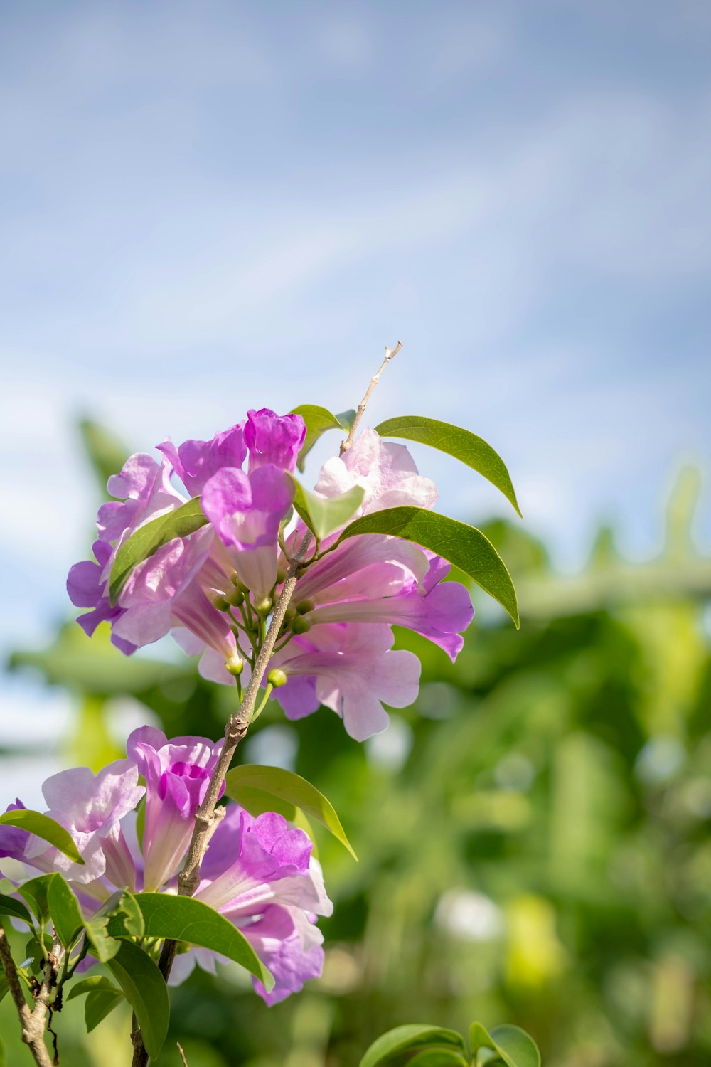 pink flower in tilt shift lens