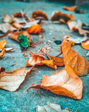 brown dried leaves on gray concrete floor