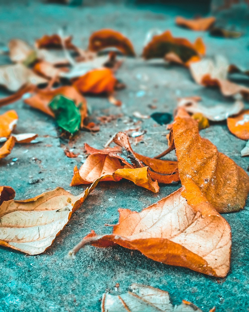 brown dried leaves on gray concrete floor