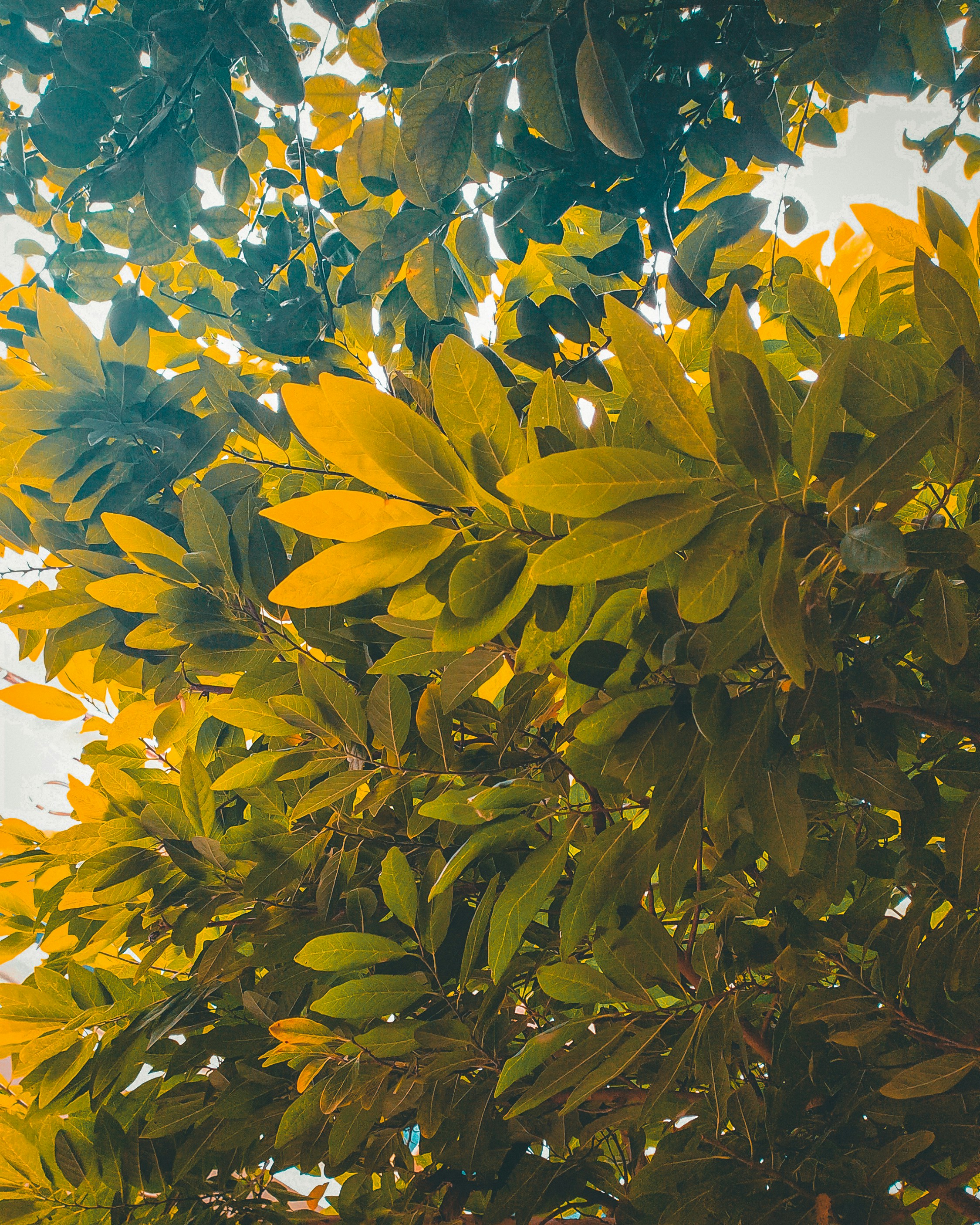Sunlight filtering through lush green tree canopy