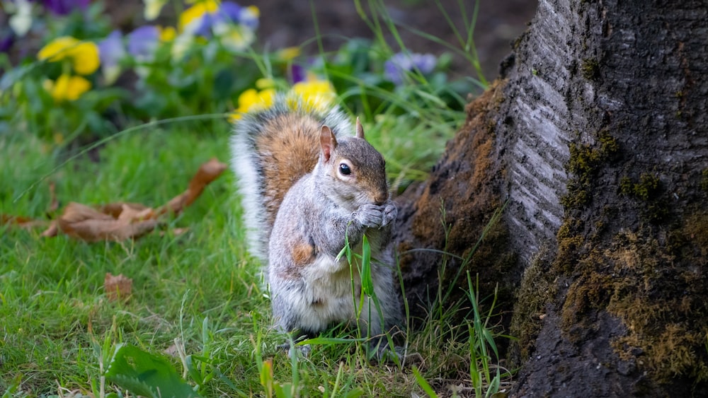 esquilo marrom e branco na grama verde durante o dia