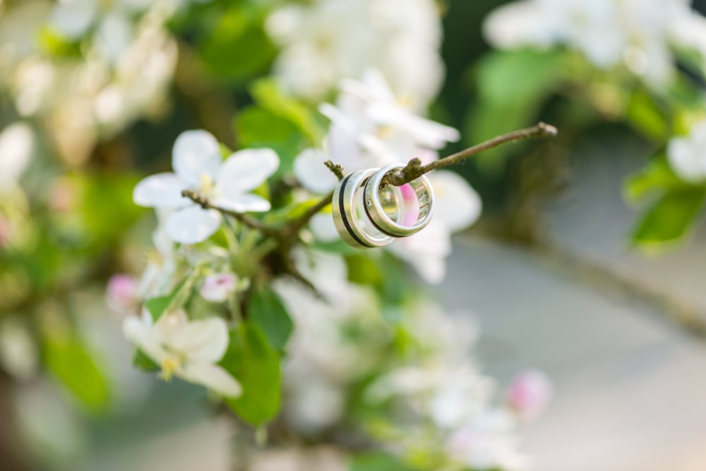 brown and black snail on white flower