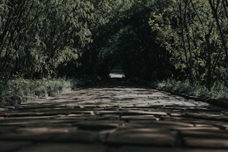 brown wooden pathway between green trees during daytime