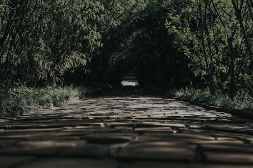 brown wooden pathway between green trees during daytime