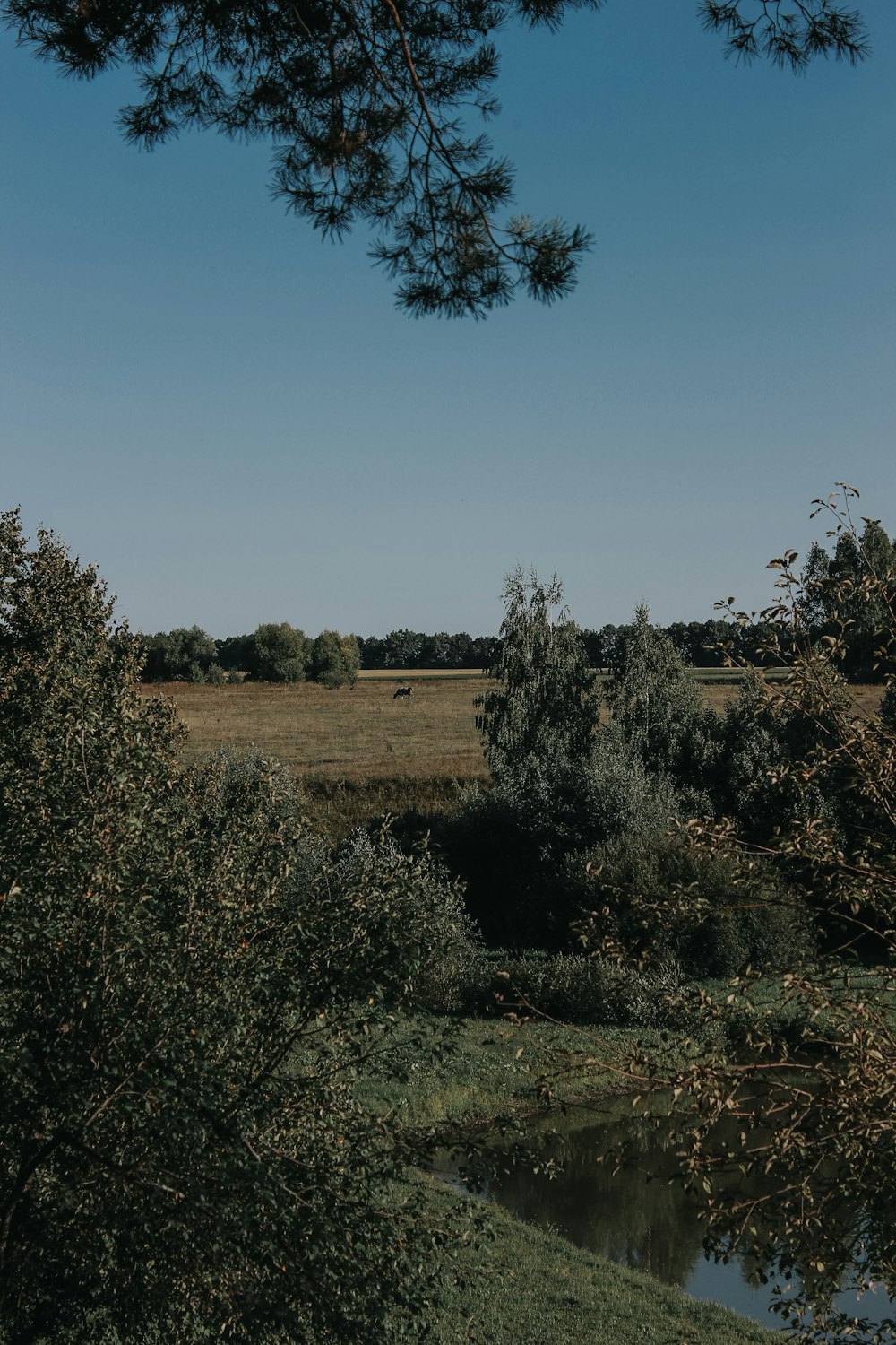 Grünes Grasfeld und Bäume unter blauem Himmel tagsüber