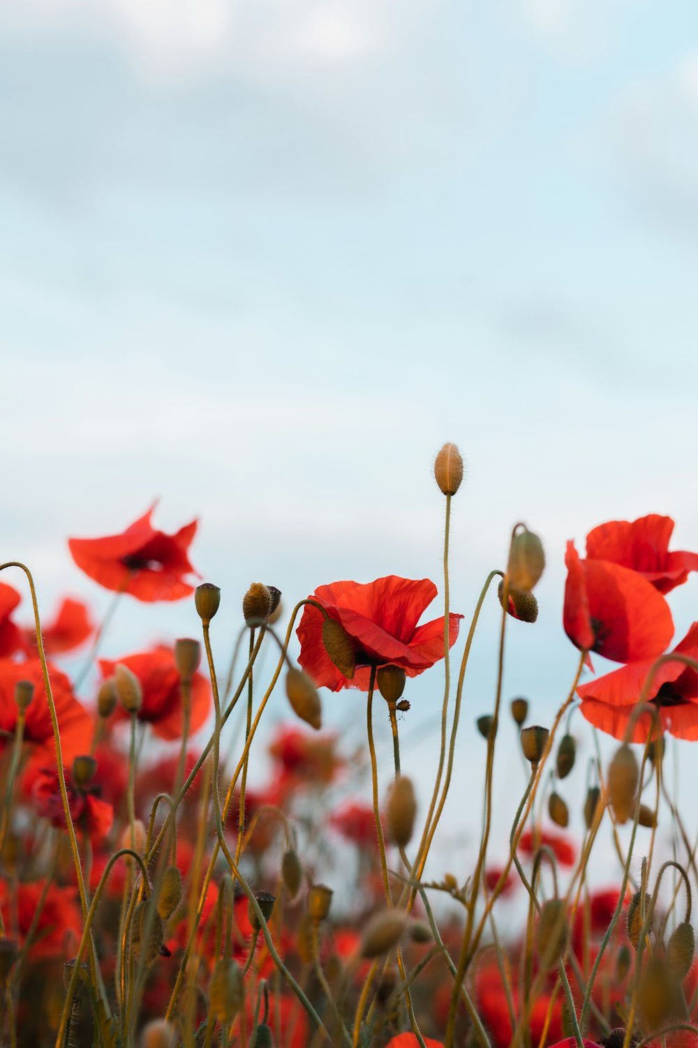 red flower field during daytime