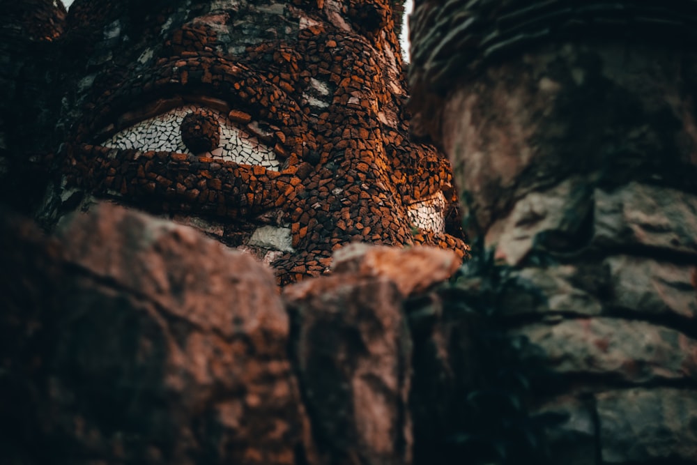 brown and black snake on brown rock