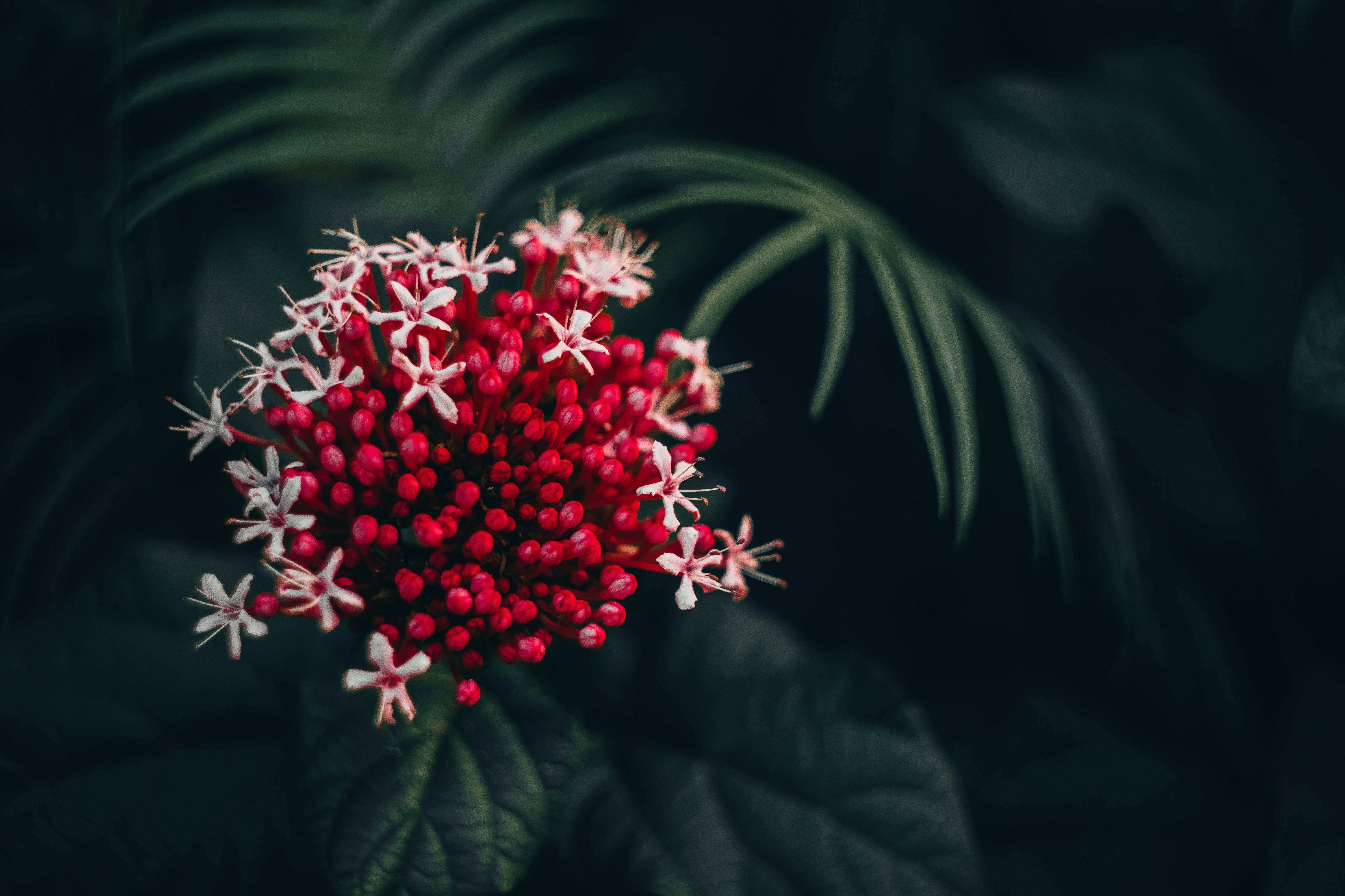 Photo by invisibledragon