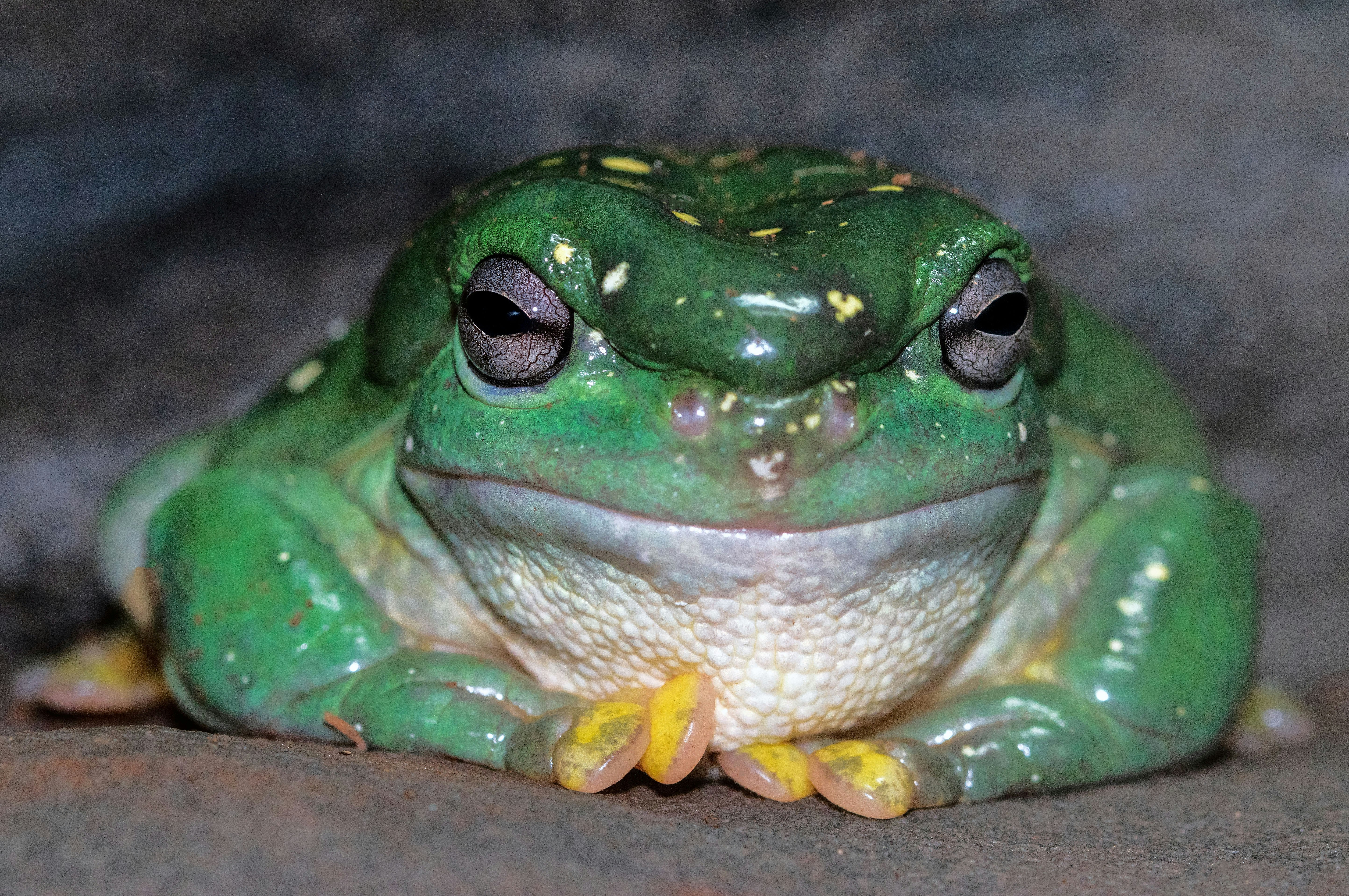 green frog on black surface