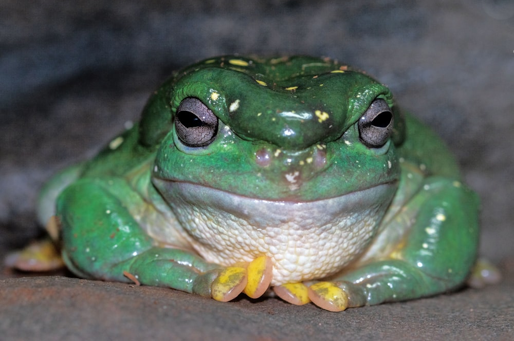 green frog on black surface