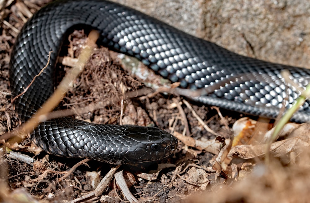 serpent noir sur sol brun