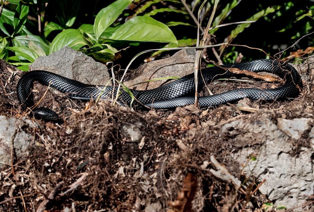 black and white snake on brown soil