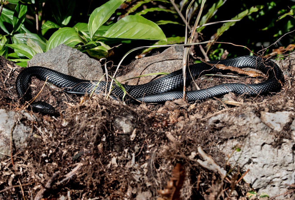 serpiente blanca y negra sobre suelo marrón