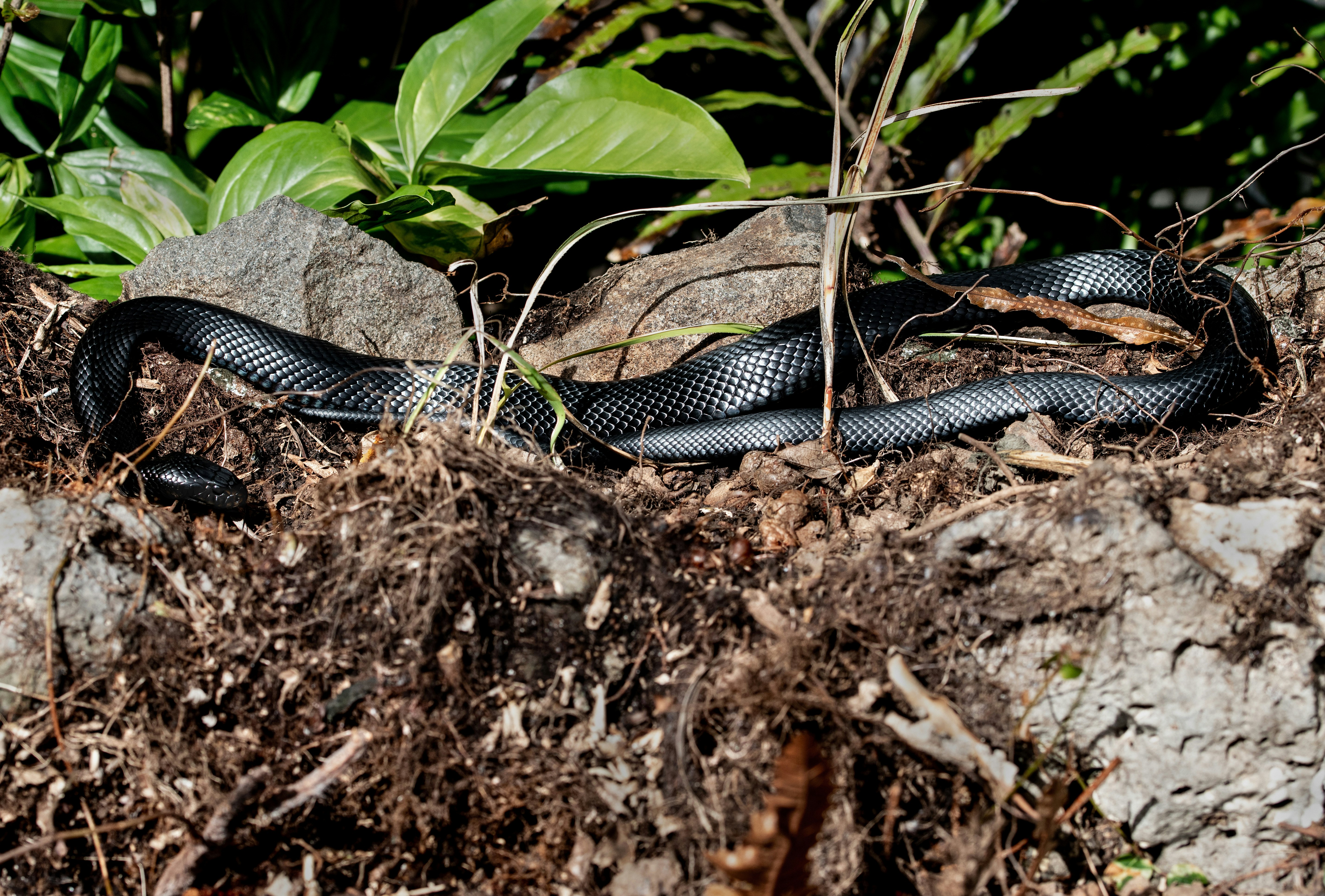 black and white snake on brown soil