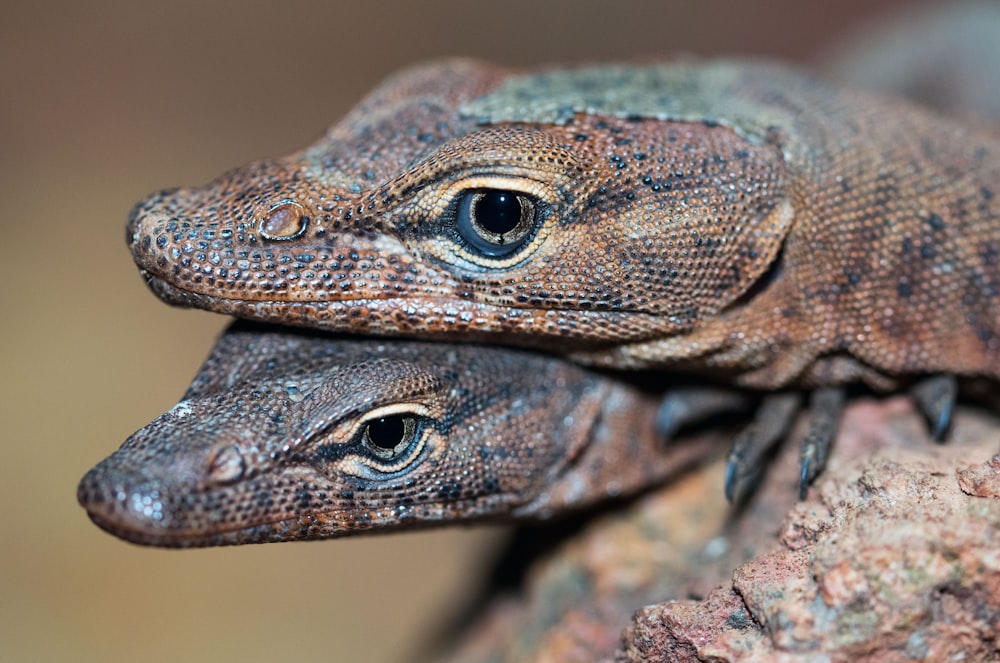 brown and gray lizard on brown wood