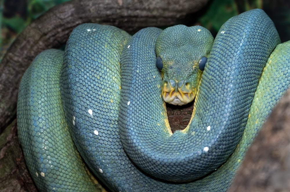 green and brown snake on brown tree branch