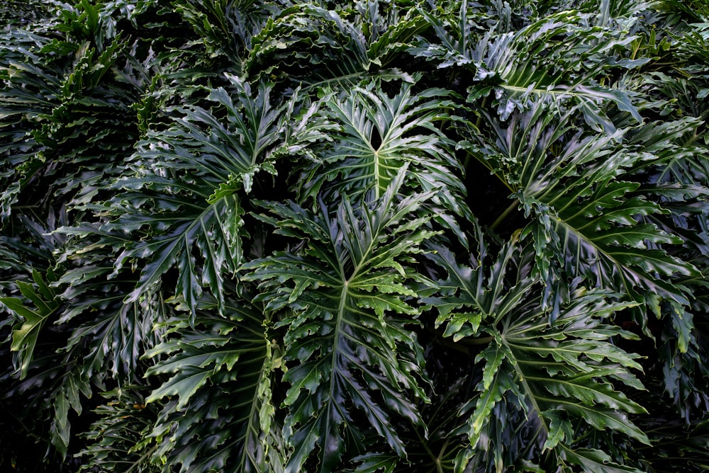 green leaf plants during daytime