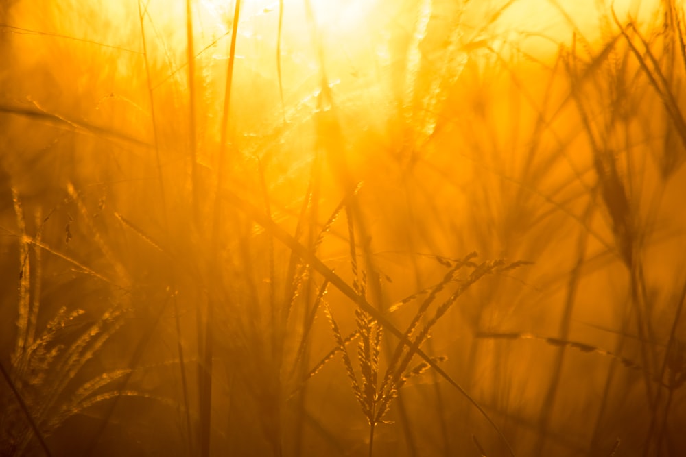 brown grass in close up photography