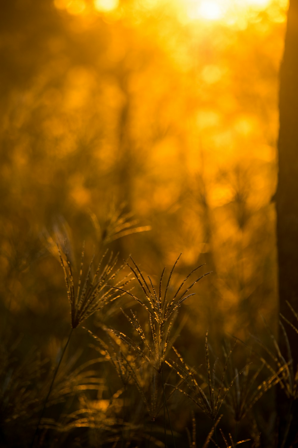 brown grass in close up photography