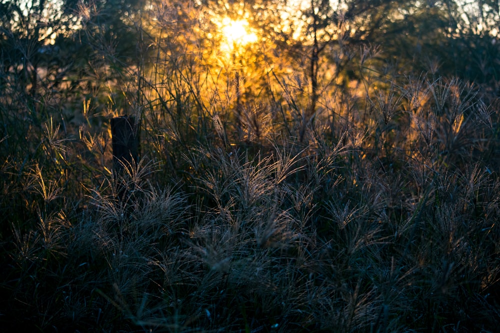 green grass field during sunset