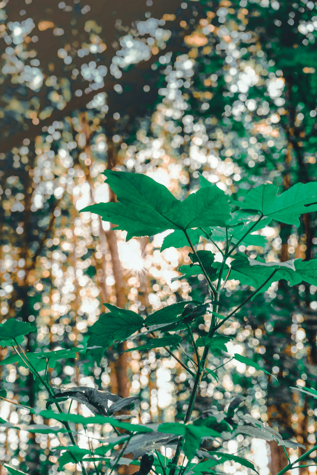 green leaves in tilt shift lens