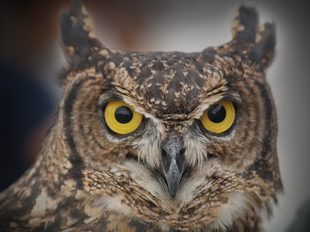  brown and white owl in close up photography owl