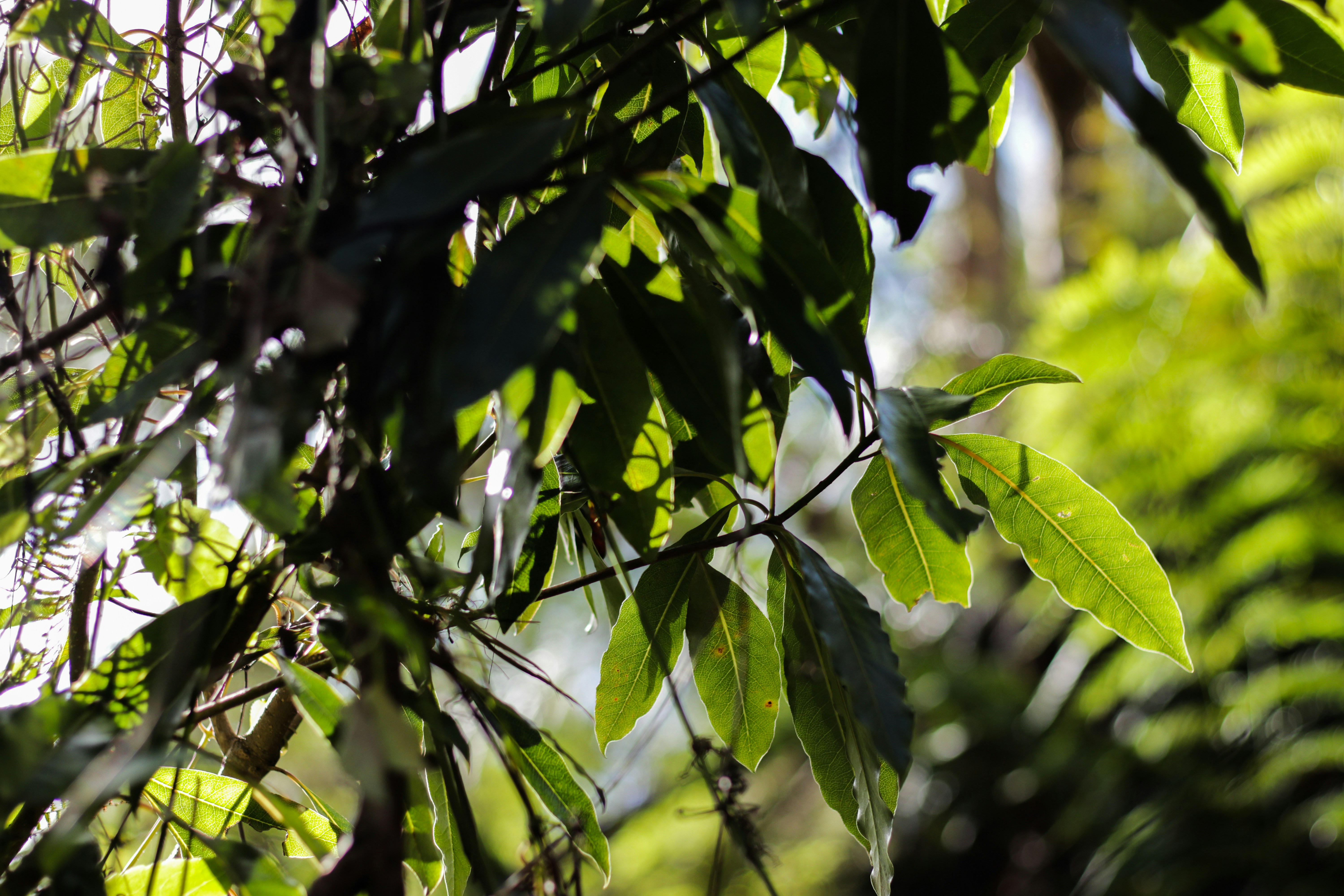 Sunlight filtering through fresh green leaves highlighting a bottle of verdant essence oil.