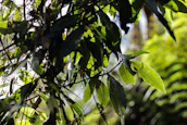 Sunlight filtering through lush leaves, symbolizing the bright ideas and fresh perspectives of Luzviva.