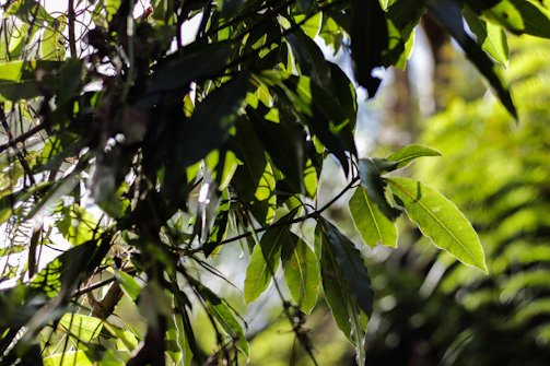 Sunlight filters through lush green leaves over rows of thriving vegetable plants.