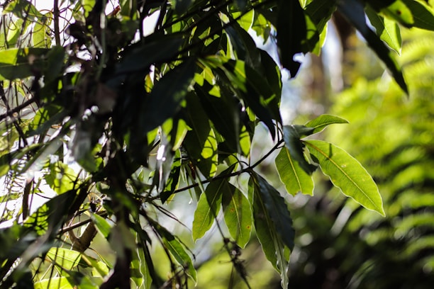 Sunlight filtering through lush green leaves in a bright garden.