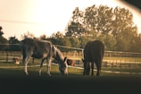 black horse standing on green grass field during daytime