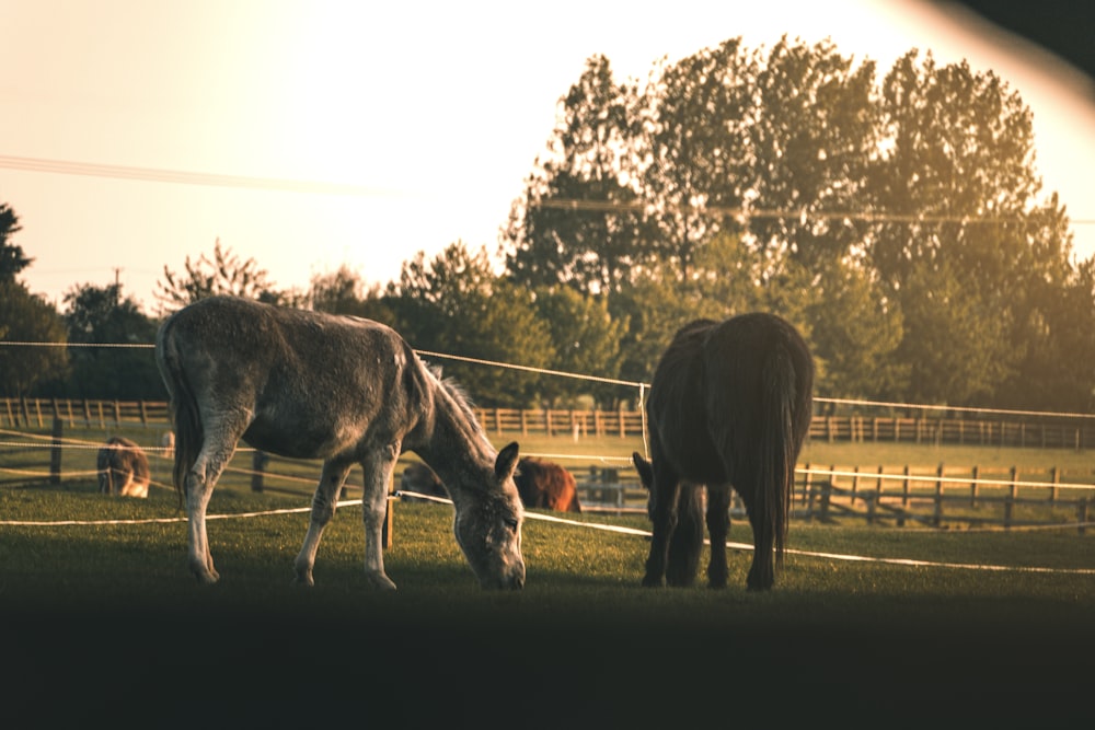 black horse standing on green grass field during daytime