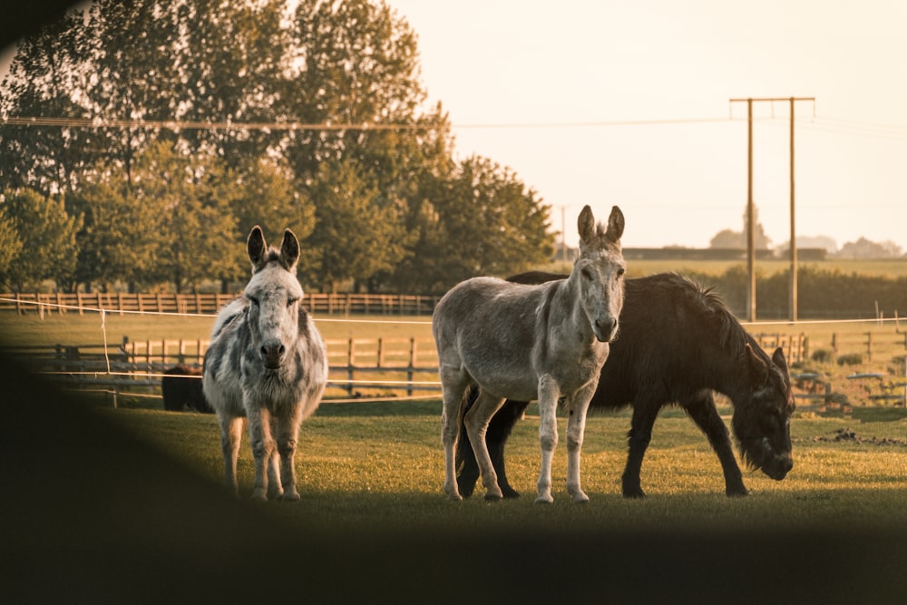 white and brown horses on green grass field during daytime