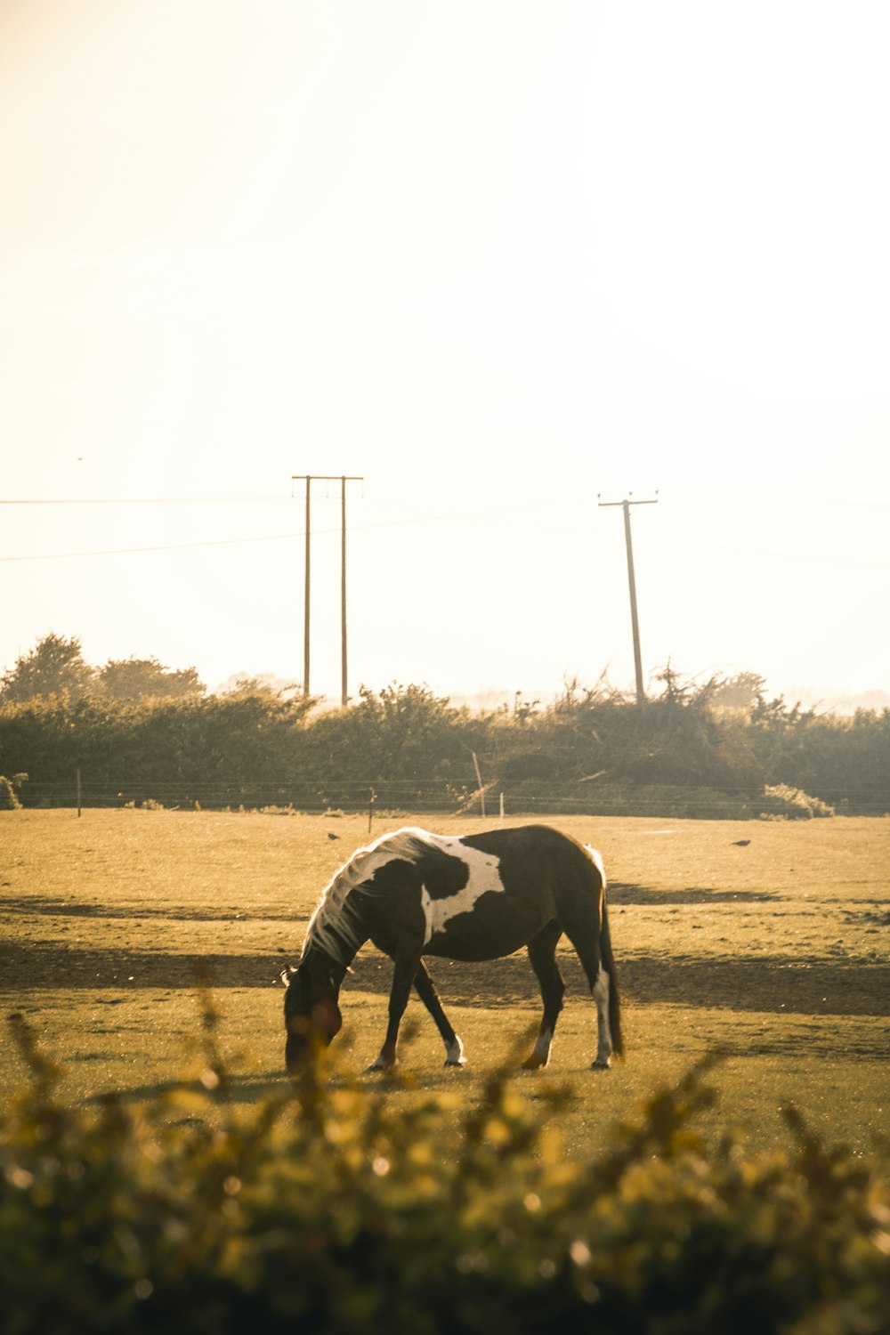 black and white horse running on brown field during daytime