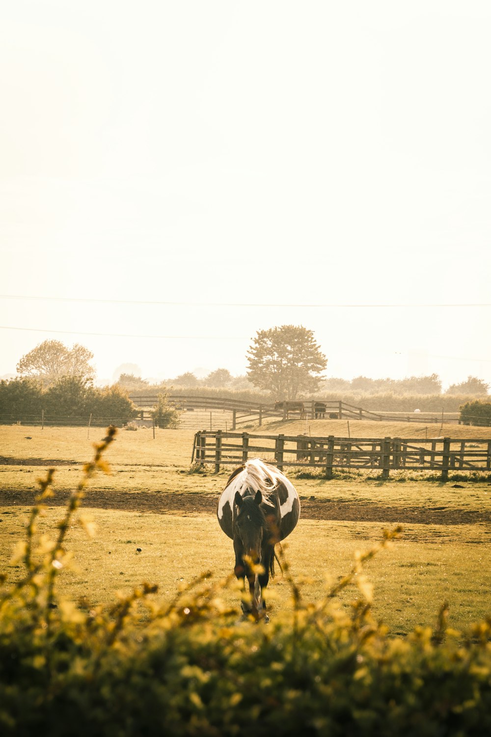 white and black cow on green grass field during daytime