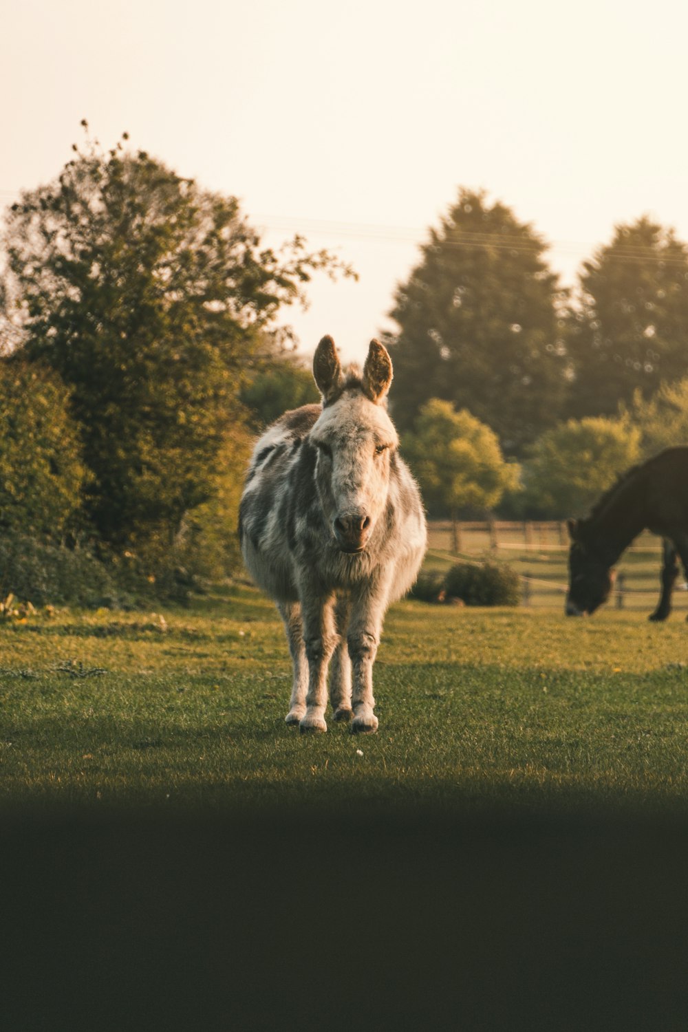 white horse on green grass field during daytime