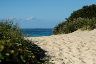 Sunlit sandy beach path leading from a vacation home to the ocean shore at Edisto Island.