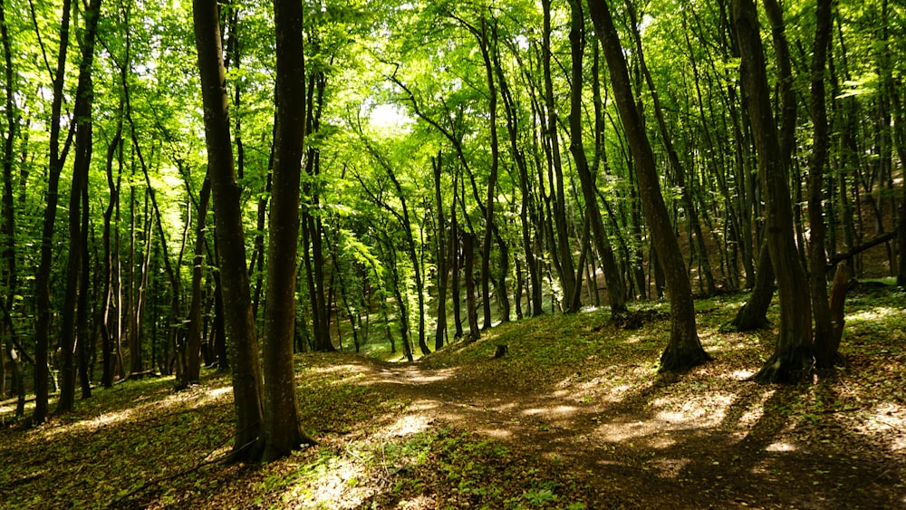 Arbres verts sur sol brun