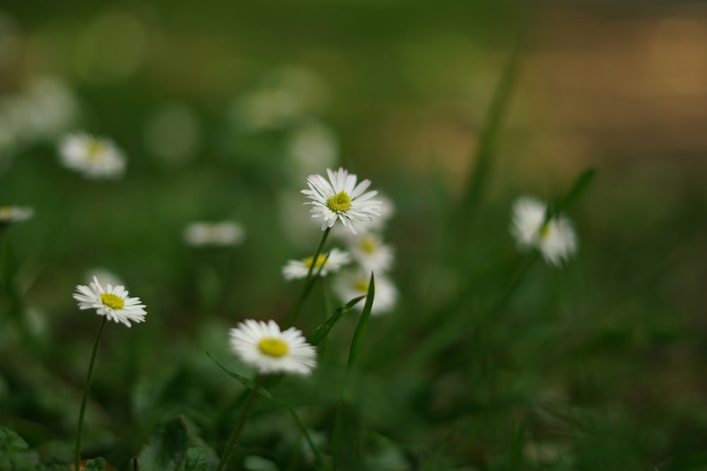 white daisy flowers in bloom during daytime