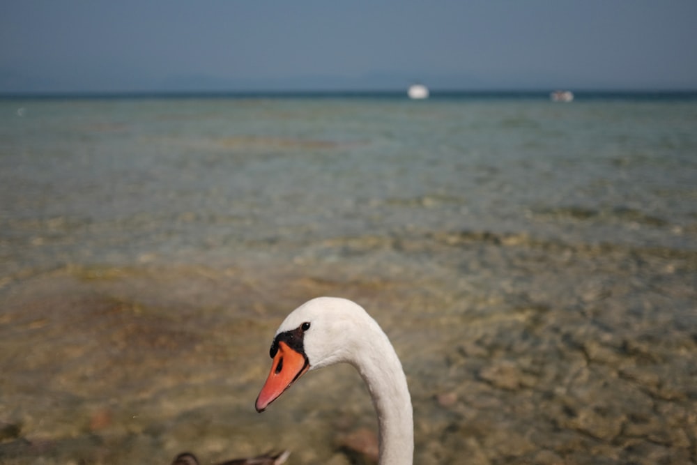 white swan on water during daytime