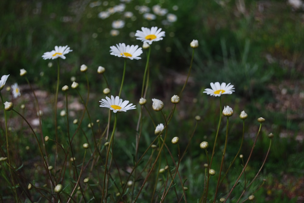 white daisy flowers in bloom during daytime