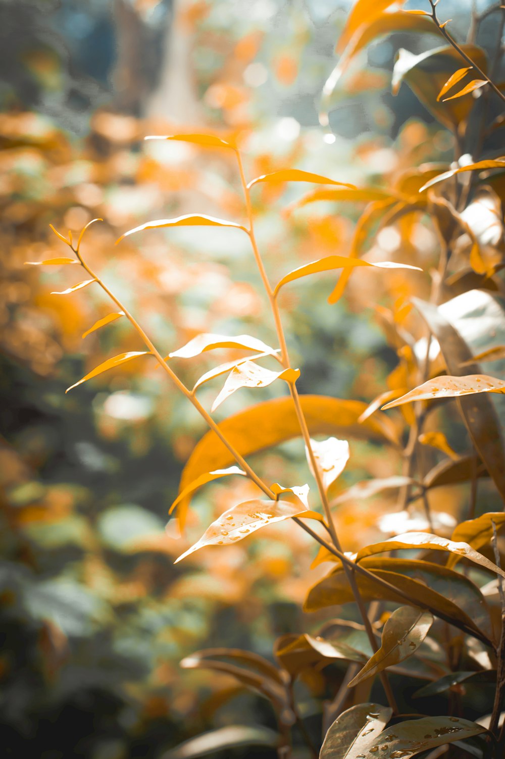 yellow and green leaves in tilt shift lens