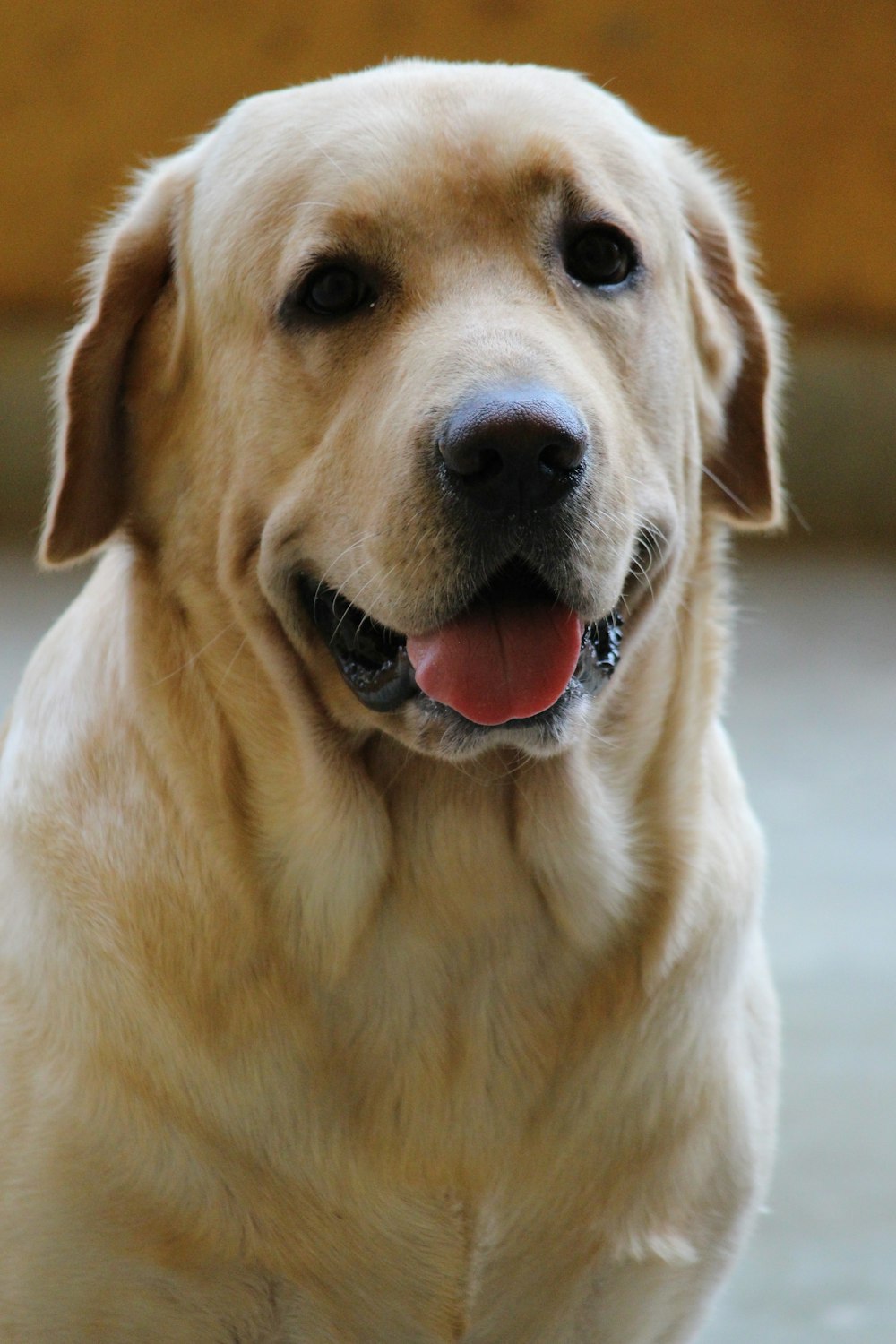 yellow labrador retriever with red collar